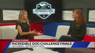 Incredible Dog Challenge Finals [upl. by Ahsemrac]