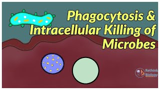 Phagocytosis and Intracellular killing of Microbes immunology microbiology physiology [upl. by Wordoow138]