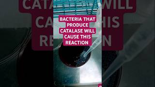 Catalase positive microorganisms containing the enzyme catalase break down hydrogen peroxide [upl. by Annaer]