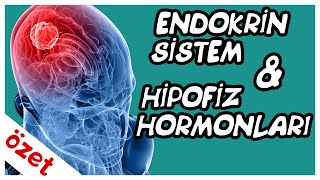 Endokrin Sistem  Hipofiz Hormonları Özet  AYT Biyoloji [upl. by Mayor]