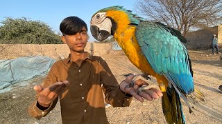 Finally Macaw Parrot handtame ho gaya [upl. by Nilson]