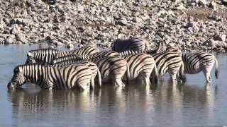 Zebra crossing at the Okaukuejo water hole Etosha National Park Namibia [upl. by Zielsdorf911]