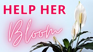 HOW TO MAKE PEACE LILY FLOWER  Spathiphyllum care for many blooms [upl. by Opportuna]