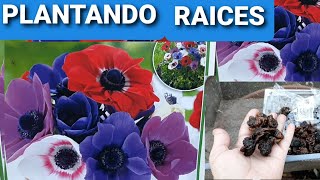 Anemones plantanddo raices de estas flores [upl. by Lazare]