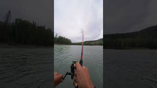 Skeena river steelhead fight [upl. by Glyn]