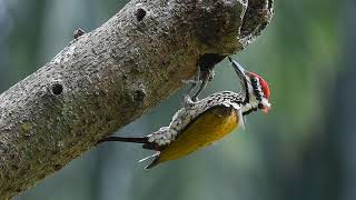 Male Common Flameback Woodpecker [upl. by Cortie]