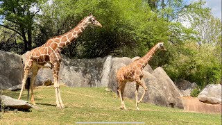 Day Trip to North Carolina Zoo [upl. by Ijuy223]