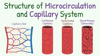 Structure of Microcirculation and Capillary System [upl. by Ingles498]