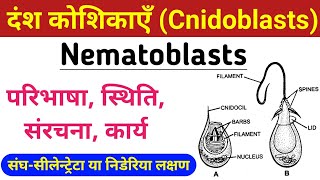 Cnidoblasts or Nematoblasts  Nematoblasts structure and function  दंश कोशिकाएँ सीलेन्ट्रेटा संघ [upl. by Rafaelof]