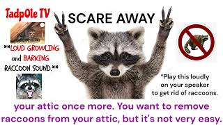 Scare Away Raccoons living in your attic LOUD SOUNDS 30 Minutes [upl. by Annohsal781]