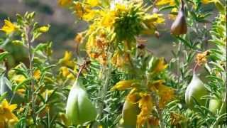 Bladderpod Peritoma arborea San Diego California [upl. by Gibrian]