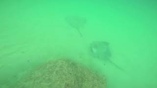 Stingray of Castara Tobago [upl. by Nnaeirual]