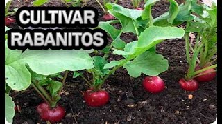 Como Cultivar Rabanitos En Recipiente Maceta O Huerto Urbano Sembrar [upl. by Ellehsat199]