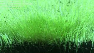 Part 2 Utricularia graminifolia 2 months submersed Insane pearling after trim [upl. by Ronnie]