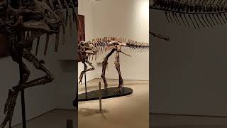 Animal skeletons shortsviral shortvideo ytshort skeleton [upl. by Latsyrc]