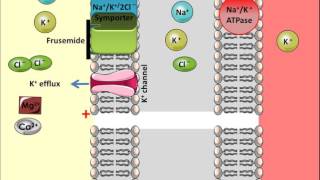 Frusemide  Mechanism of Action [upl. by Hubie]