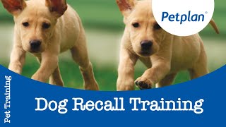 Dog Recall Training  Petplan [upl. by Aiam917]