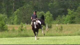 Horse Bucking Big 173 hands 1600 pounds Percheron  TB [upl. by Kirven]