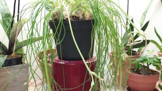 Albuca spAugrabies Hillsнеобычное растение [upl. by Netta]