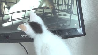 自分の動画を不思議そうに見ている子猫✨くくるんの子猫時代（生後二ヶ月）😻 [upl. by Arikaahs]