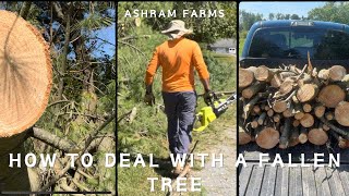 How to Deal with Fallen Trees on Your Property [upl. by Cestar113]