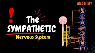 Sympathetic Nervous System Animated Scheme Ganglia Neurons Plexuses [upl. by Atalaya]