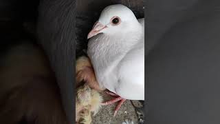 white pigeon and white baby pigeon shortsfeeds babiepigeons youtubeshorts bird babys trending [upl. by Lewert]