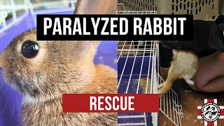 Paralyzed Cottontail Rabbit  Rescue Call [upl. by Susy]