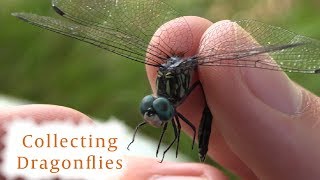 How to Collect Dragonflies [upl. by Ainatit897]