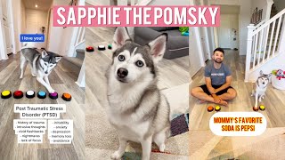 All Latest Sapphie the Pomsky Dog Tiktok Videos Compilation 2023  The Worlds Sassiest Talking Dog [upl. by Nnaeus]