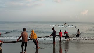 Tarik Pukat Tradisional Nelayan Jangka Menangkap Ikan Pagi Hari  Beach Seine Net [upl. by Kenna]