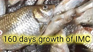 IMC growth update after 160 days in Biofloc Biofloc Pond RAS fish farming Indian Major carp [upl. by Asiil]