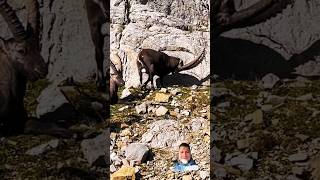 Ibex shows his strength his antlers next to two other ibexes animals [upl. by Atiekram26]