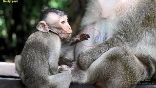 Starved baby Milto crying for milk hungry baby Milto crying loudly Milta monkey fights cuz of milk [upl. by Edgar]