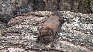 Leislers Bat  The British Mammal Guide [upl. by Mailand784]