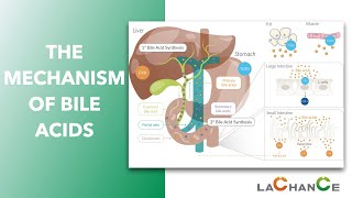 The Mechanism of Bile Acid Action I Bile acids have effect on emulsification digestion absorption [upl. by Cecilla]