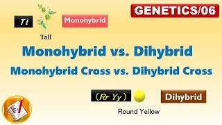 Monohybrid vs Dihybrid Monohyrid Cross vs Dihybrid Cross FLGenetics06 [upl. by Ardeha638]