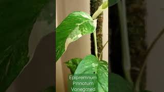 Epipremnum Pinnatum Variegated [upl. by Shoifet]