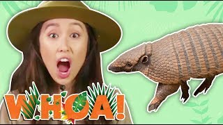 WE MEET THE CUTEST ARMADILLO Whoa Nature Show [upl. by Yaja872]