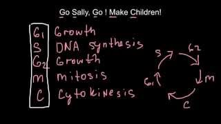 How to memorize cell cycles  mnemonic techniques [upl. by Elleret]