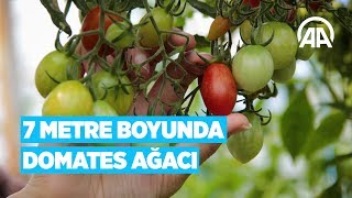 7 metre boyunda domates ağacı [upl. by Andra572]