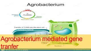 agrobacterium mediated gene transfer or TDNA PLASMID STRUCTURE [upl. by Atled]