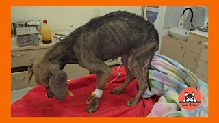 The Very Emaciated Dog Rescued is at the Vet [upl. by Cocke]