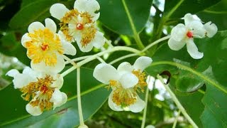 Calophyllum inophyllum  Alexandrian laurel  Punnaga [upl. by Ytima]