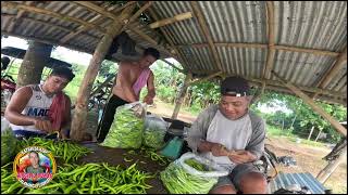 10 BUNDLE SILING PANIGANG AT LABUYO ANG HARVEST NATIN [upl. by Grew]