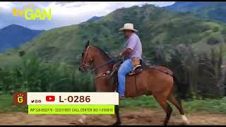 2024 CABALLO CASTRADO PARA CABALGATA L 0286 [upl. by Jopa658]