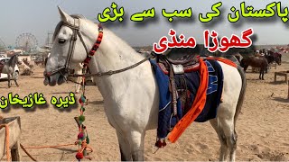 Dera Ghazi khan Horse Mandi [upl. by Nakeber281]