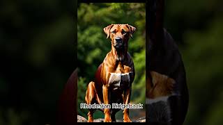 Rhodesian Ridgeback [upl. by Netneuq]