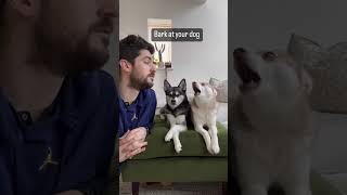 DRAMATIC MINI HUSKY Freaks Out When Owner Barks [upl. by Aniaj]