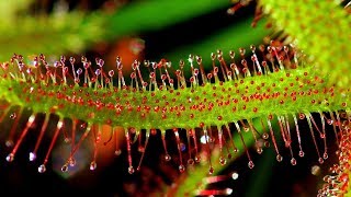 SUNDEW DROSERA CARE CONDITIONS  Carnivorous plants [upl. by Enilarac]